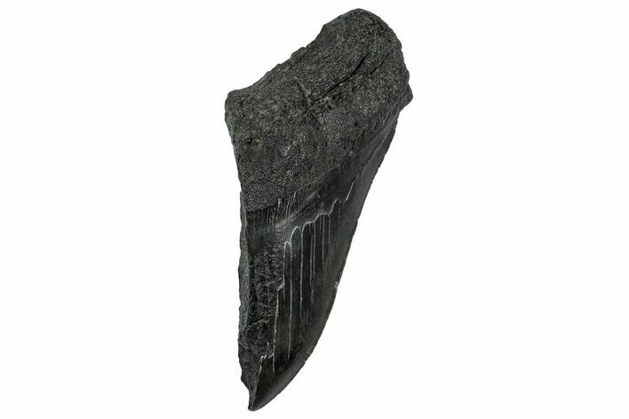 Partial Fossil Megalodon Tooth - Serrated edge #331553
